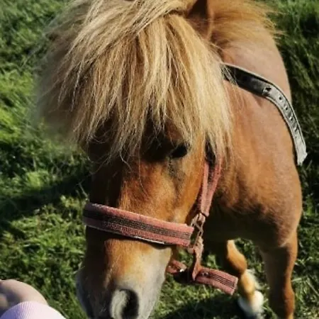 팜스테이 Dom Nad Rozlewiskiem